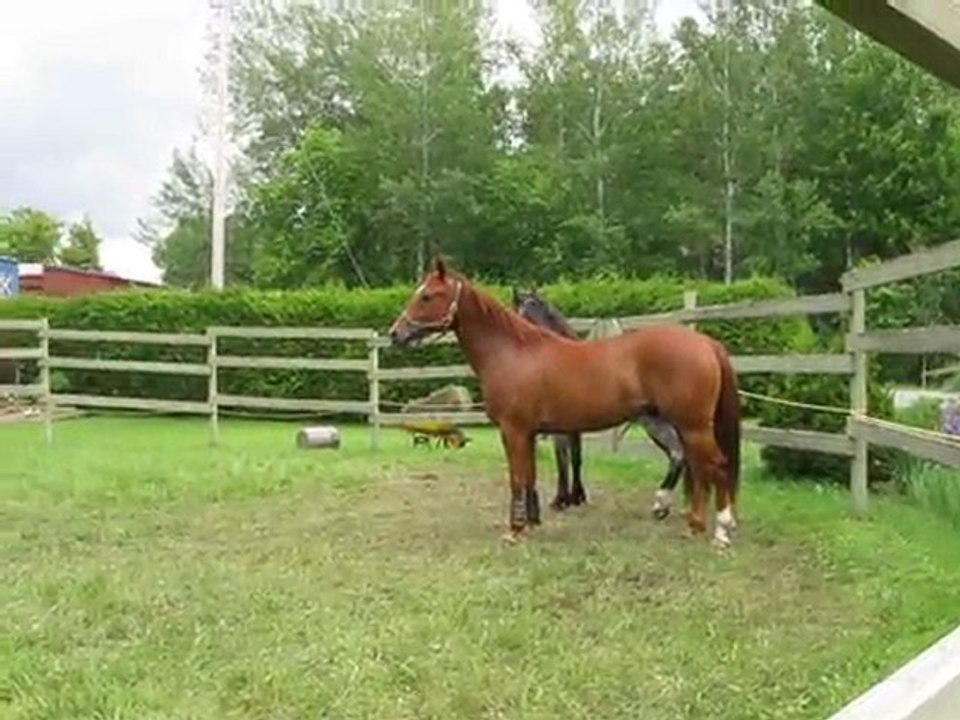 Chevaux VS train
