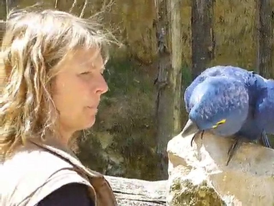 Le plus grand perroquet du monde