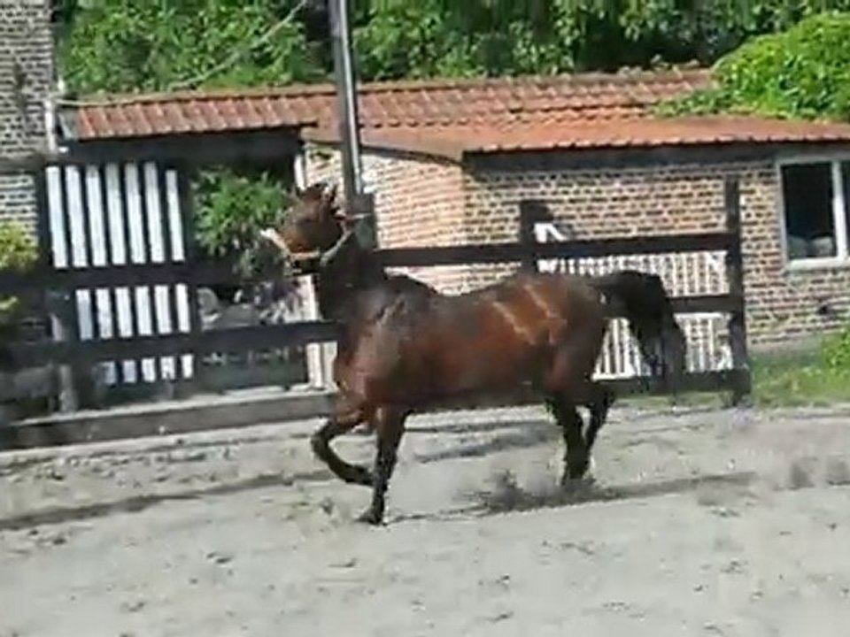 Chikka