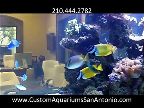 This Is An 800 Gallon Saltwater Aquariums San Antonio