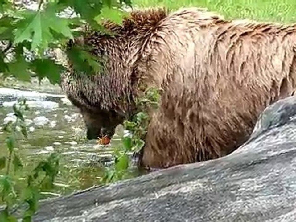 00012-L'ours qui mange des carottes