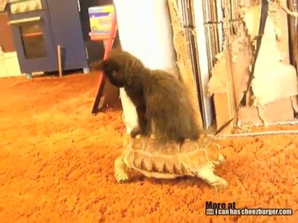 Kitten Riding a Tortoise