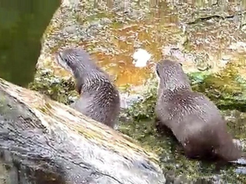 00013-Les loutres qui s'amusent au zoo de Berlin