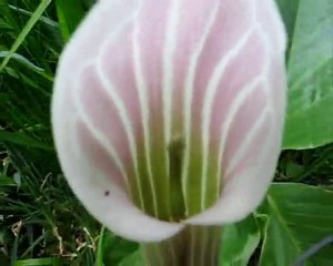 Arisaema Candidissimum