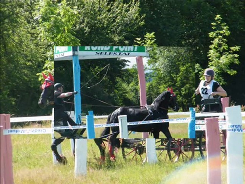 trec attelé 2010_0002