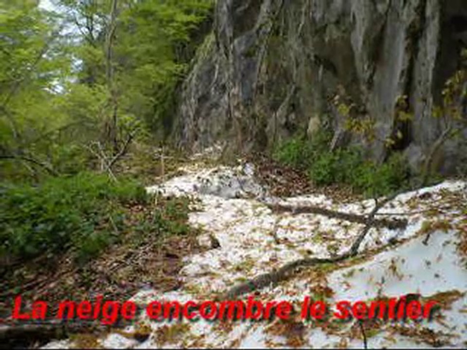 Rencontre avec un ours dans le Couserans Pyrénées