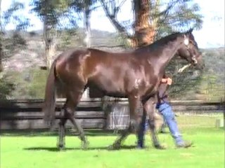 Commands ex Cliantha Parade