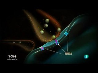 Cerebro y aprendizaje: Repetir y experimentar (NMDA)