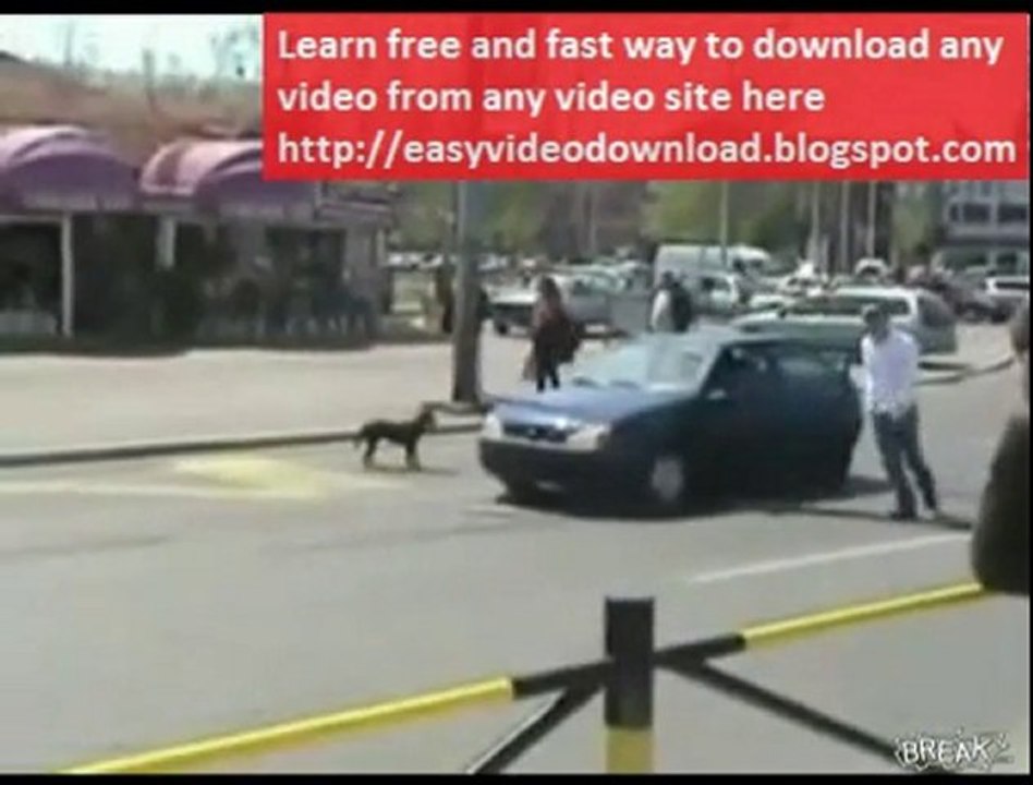 Dog Bites License ( Car number) Off Car Funny Video