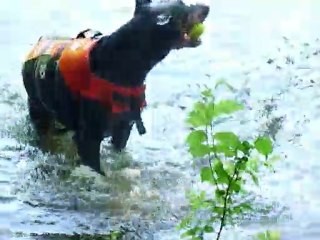 Abyss apprend toujours à nager