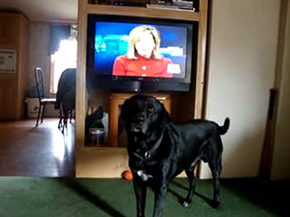 My Dog Blackie Barking During a Christmas Eve Lunch