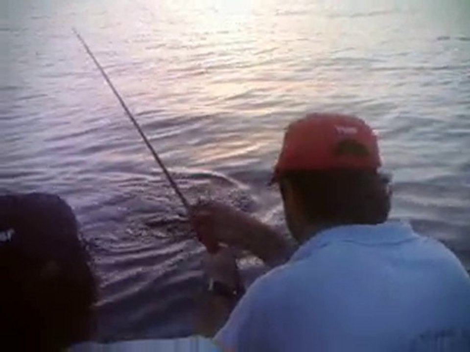 akya 8.700 kg