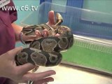 E' un pitone il serpente sbucato dal wc a Quarto Oggiaro