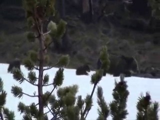 Grizzly Bears in Yellowstone