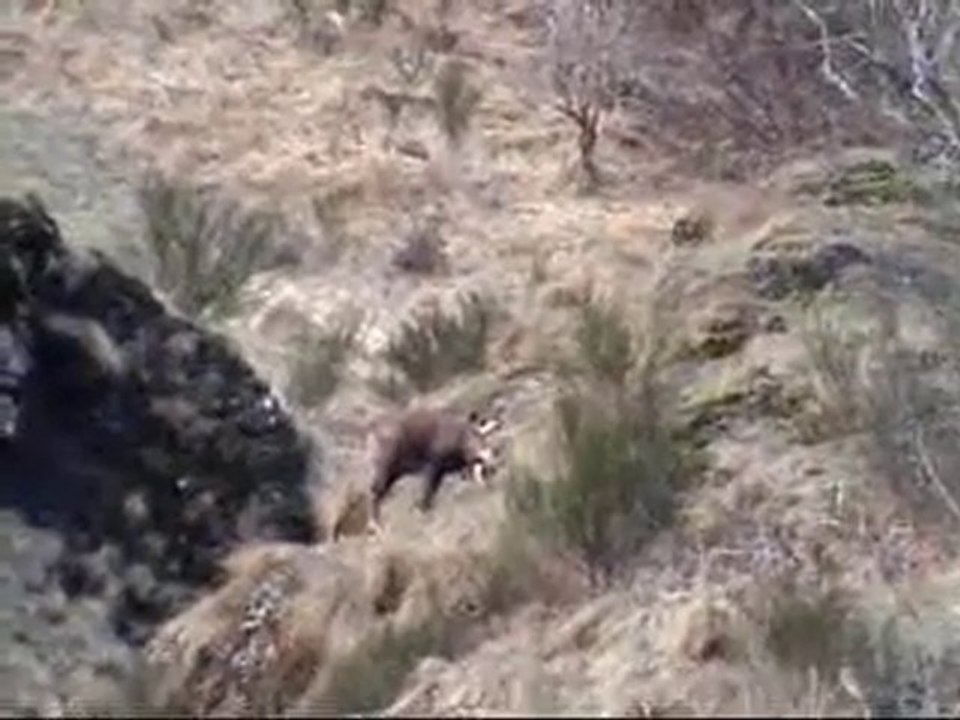 chasse1