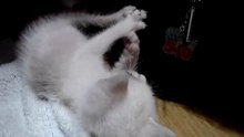 小桃