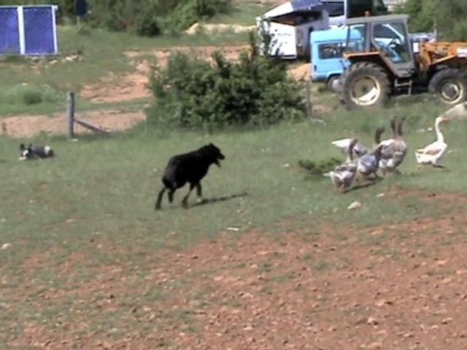 Urkan chien Beauceron et les oies 2°
