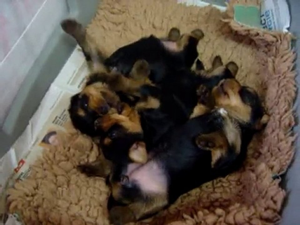 CHIOTS YORKSHIRE 2 semaines 1/2