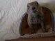 chien de prairie kiwi et son igloo