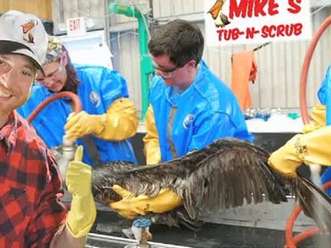 BP oil spill: Pelican Scrubbing!