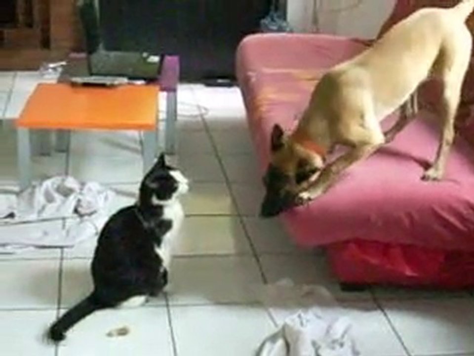 Fidji et Stella 2