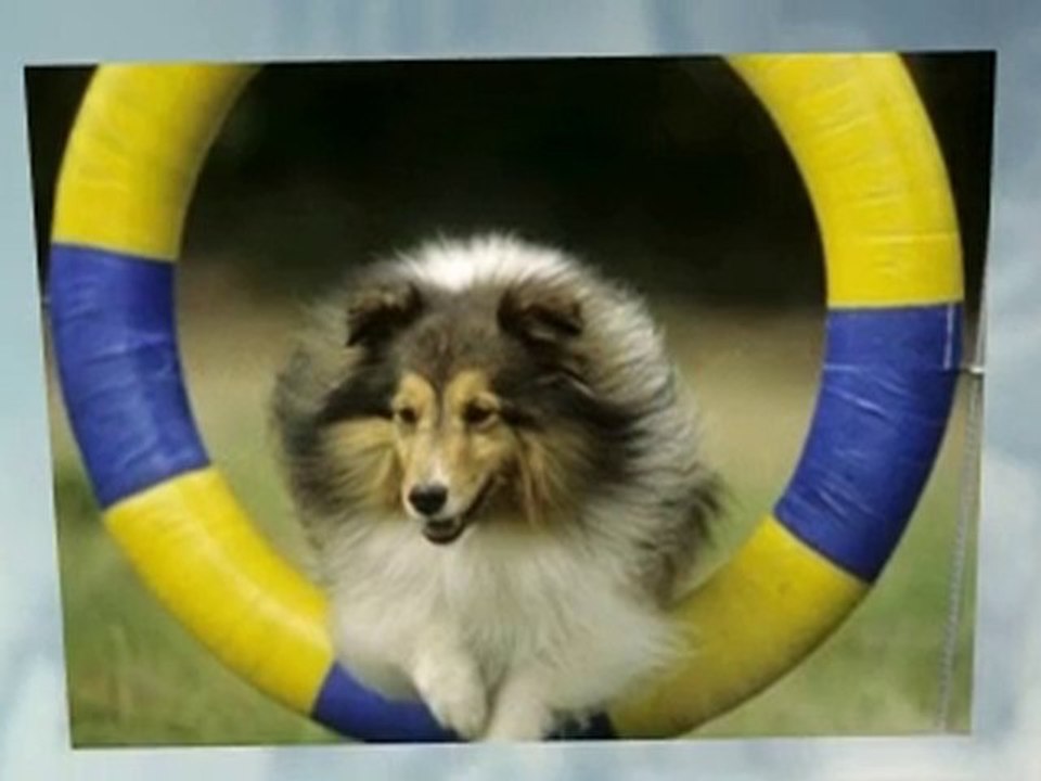 http://QuickDogTraining.net - Dog Training Tips