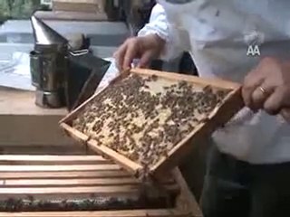 Organik Balda Düşük Rekolte Endişesi