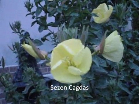 ezan çiçeği canlı gerçek sıcak fantastik çiçek