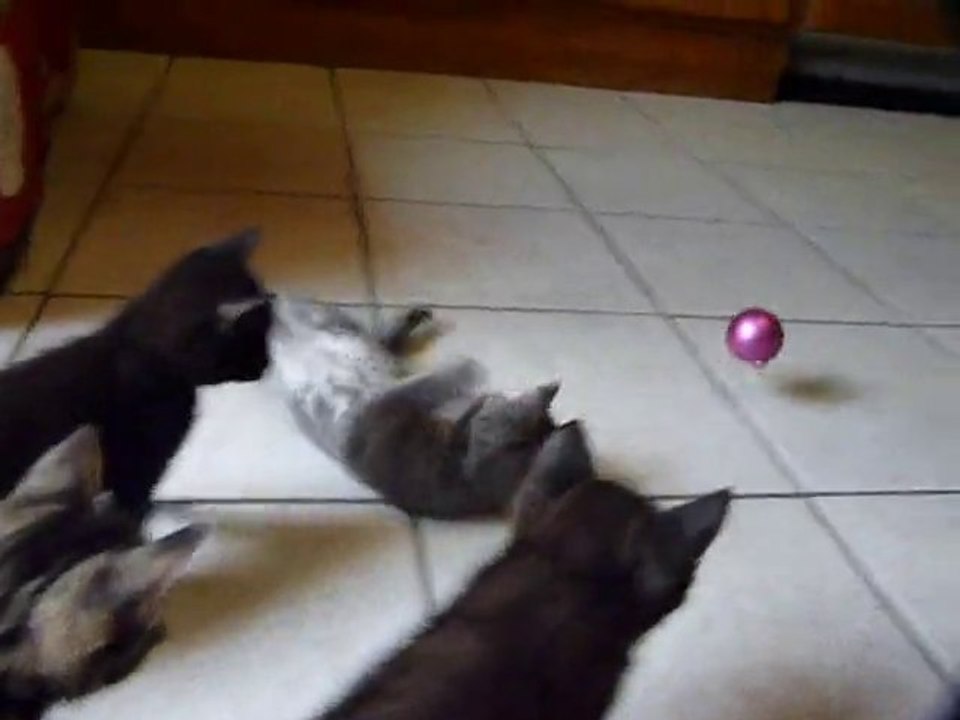 Les 13 petits chatons de 45 à 52 jours qui jouent