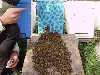 abeille sélectionné essaim marquage de la reine 01