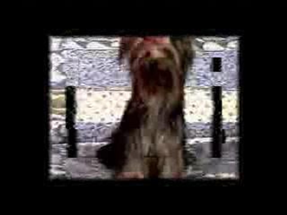 Boum le chien