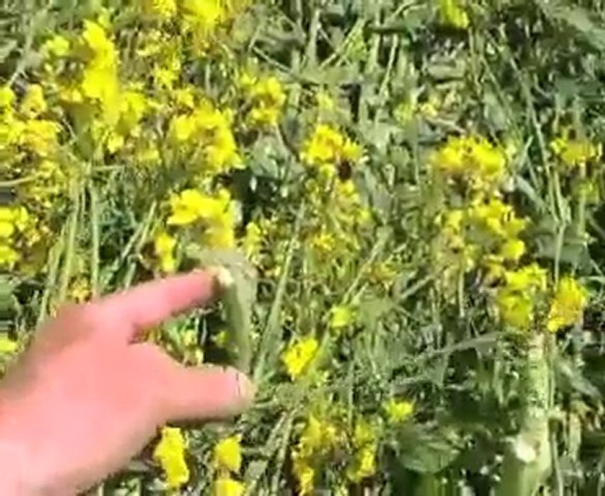 Culture-crop circle Wilton Windmill 2010 / inspection colza