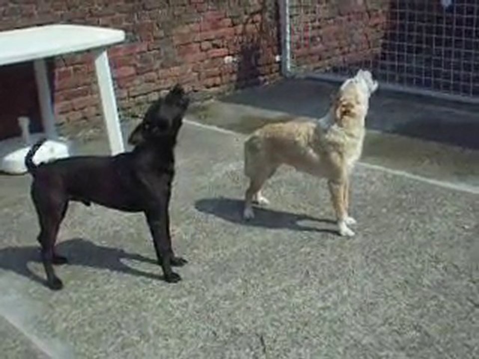 Quand le chiffonier passe, haouuuuuuuuuuuuuu