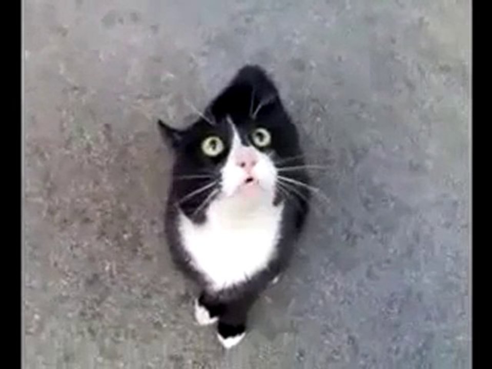 Bu kedinin bir derdi var ama ne?