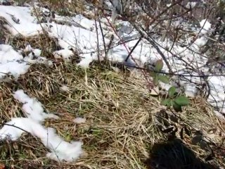 HAMİDİYE KÖYÜ ÇATALZEYTİN