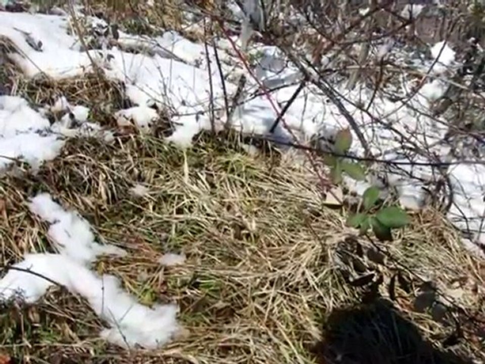 HAMİDİYE KÖYÜ ÇATALZEYTİN