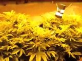 3  plants under 3,000 watts - medical cannabis