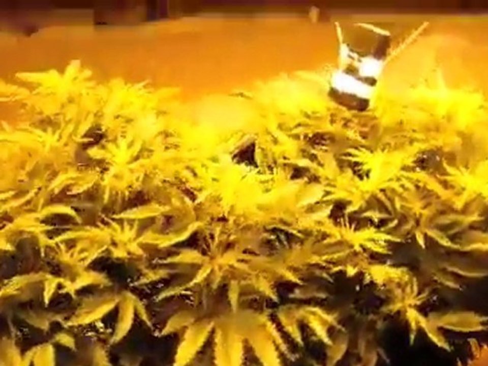 3  plants under 3,000 watts - medical cannabis