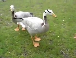 Böyle Yemek İstenir de Verilmez mi ..