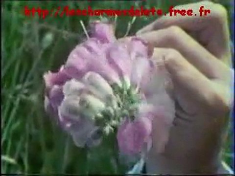 Les charmes lété marina vlady william coryn