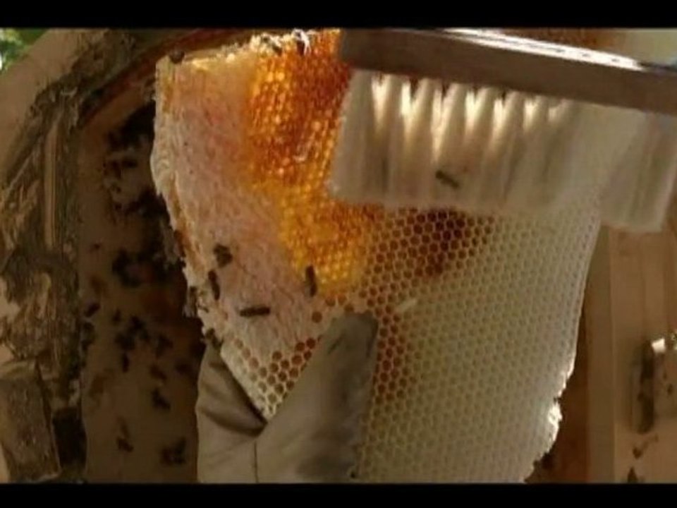 2010 - [bande-annonce] MIEL de Semih Kaplanoglu (bande-annonce)