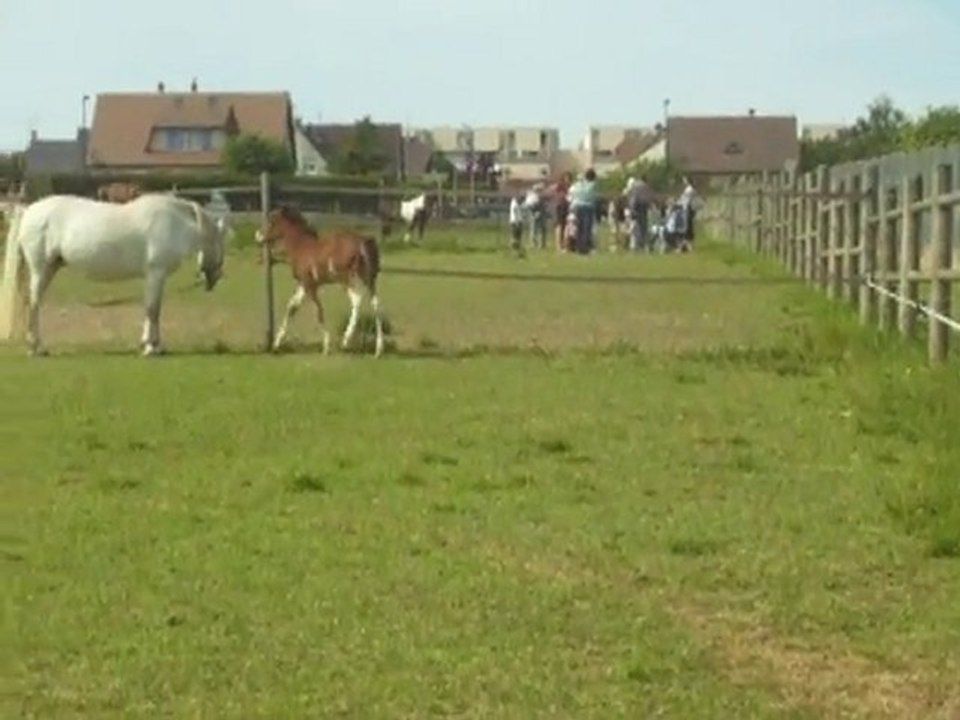 aaah pouliche au galop
