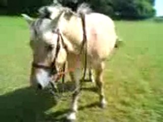 Rocco au parc qui me suis