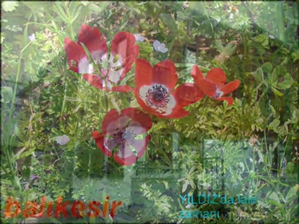 BALIKESİR "türküsü entarisi damgalı"MUAMMER KETENCOĞLU"