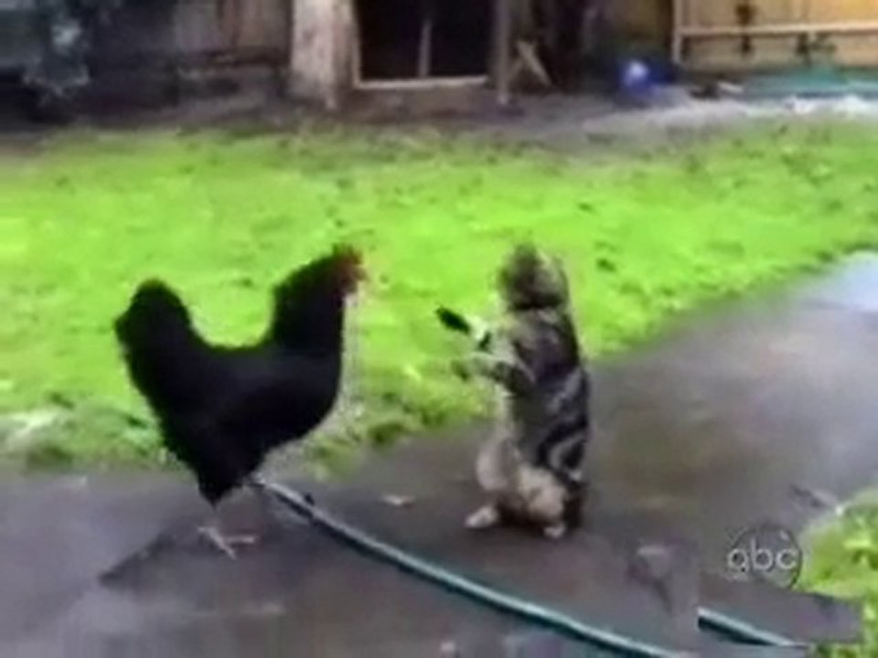 Bu KediLer ManyaK :))