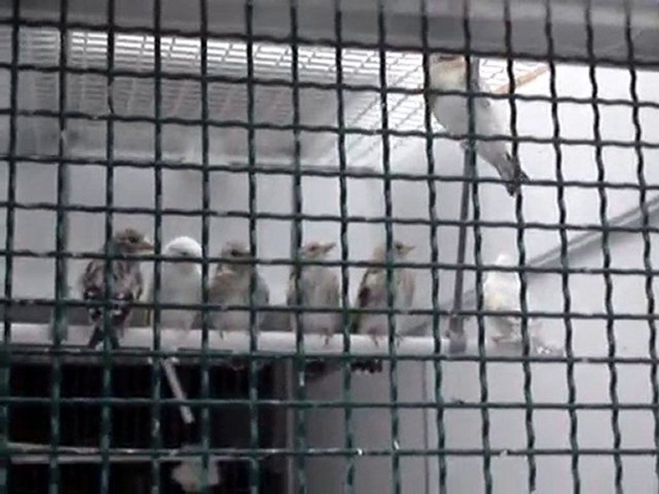 chardonneret 6 jeunes 2 satiné 4 porteur eumo?porteur satiné