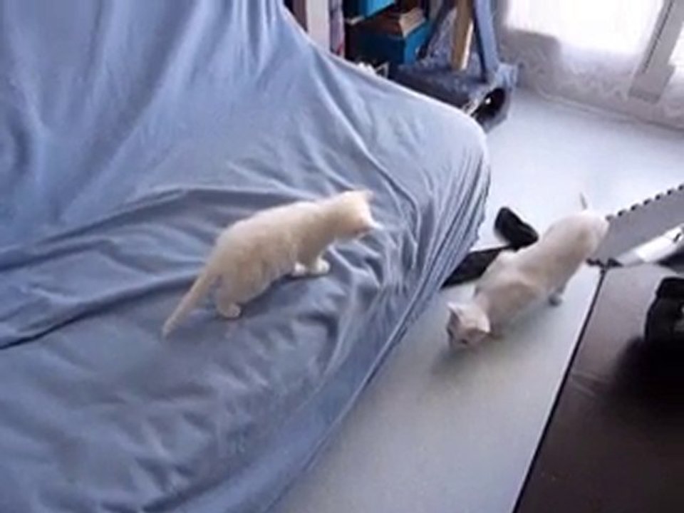 Video 24062010