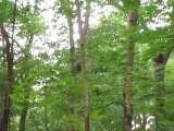 Great Horned Owl Defies Gravity