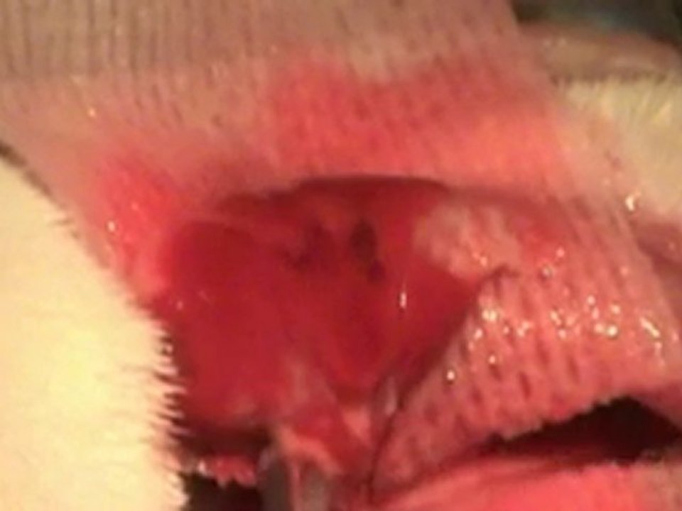 How to Grow Lung Tissue