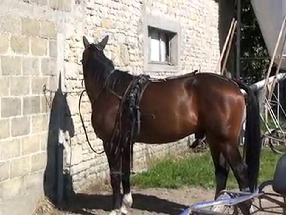 SPEEDER HORSE